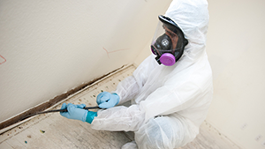 Mold Removal